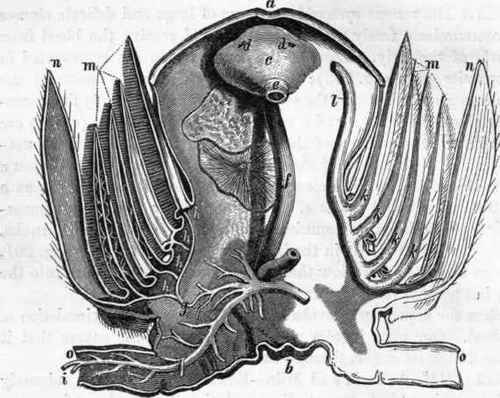 Transverse section of the body of a Lobster, just behind the heart.