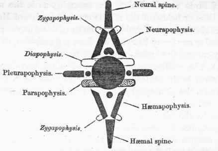Vertebrata 374