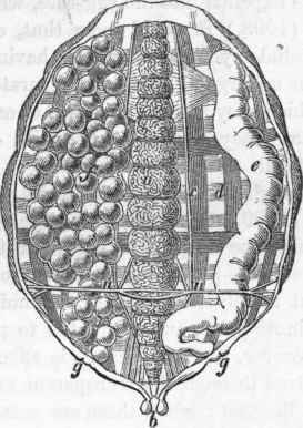 Viscera of Achiheres Percarum: a, alimentary canal; b, anal orifice.
