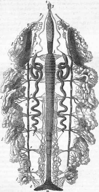 Viscera of a Caterpillar: g h, oesophagus; h i, stomach; k, hepatic vessels.