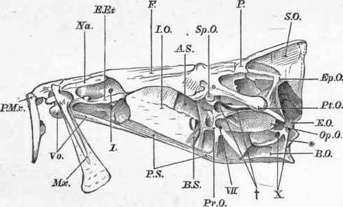 From a specimen (natural size).