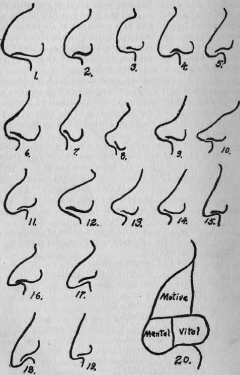 Illustration No. 38. Character Chart   Noses