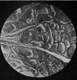 Photo Micrography Practical Manipulations For The  0900143