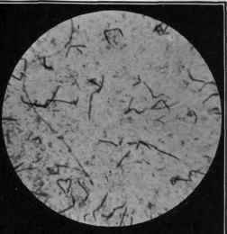 Photo Micrography Practical Manipulations For The  0900144