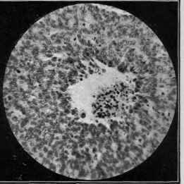 Reproductions from Microscopic Slides