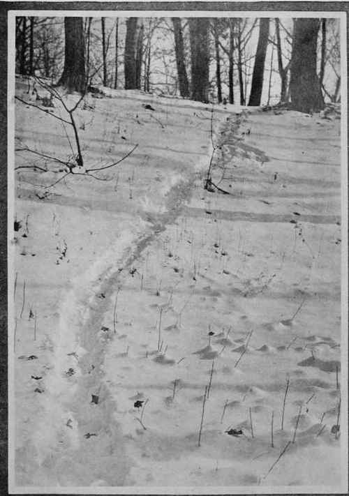 A WINTER AFTERNOON