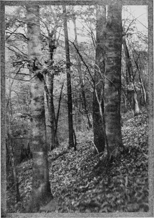 AUTUMN Study No. 7 See Page 385 By Wm. Spanton