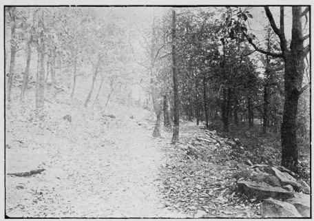 Illustration No. 9 Print from Over   Exposed and Over   Developed Negative, One Half of which is Reduced See Paragraph No. 284