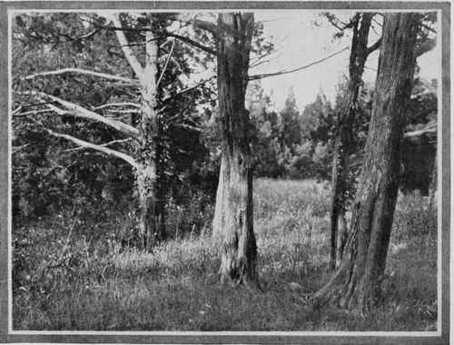 OLD CEDARS Study No. I J. S. Neary, Trenton, N. J.