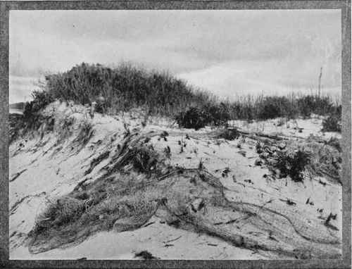 SAND DUNE Study No. 11, See Page 345 J. S. Neary, Trenton, N. T.