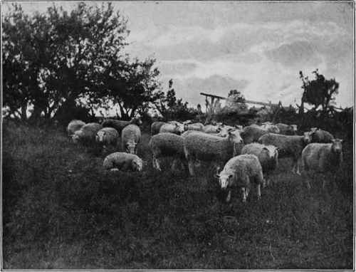 SHEEP Study No. 5, See Page 344 W. E. Bertling, Buffalo, N. Y.