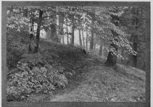 WOODLAND MIST Study No. 2, See Page 343 Wm, T. Knox, New York City
