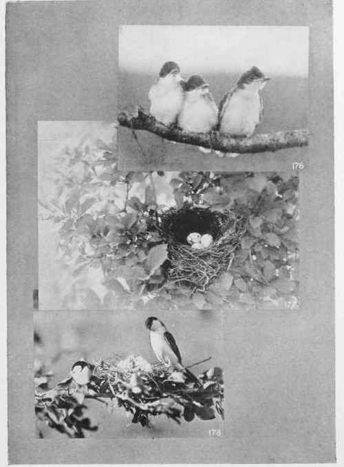 YOUNG KING BIRDS NEST AND EGGS, KING BIRD MOTHER KING BIRD