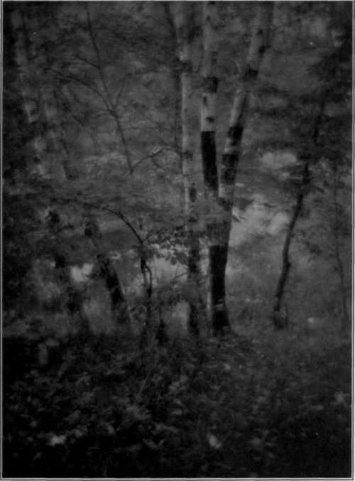 Artura Iris Print, From Eastman Portrait Film Negative.