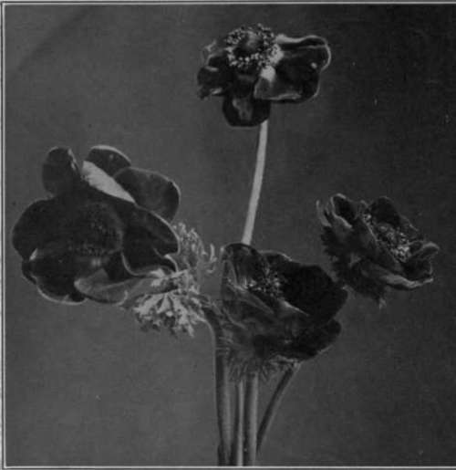 Reticulation Or Frilling Of Negatives StudioLightMagazine1918 169