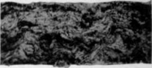 Brown Wrapping Paper 175 diameters Cross Section Photomicrographs.