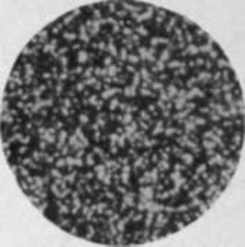 Enlarged 400 diameters.
