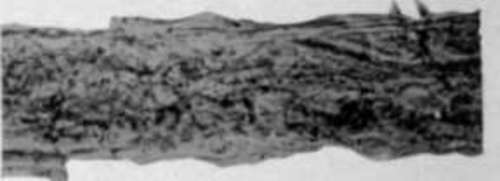 Flax Paper   175 diameters.