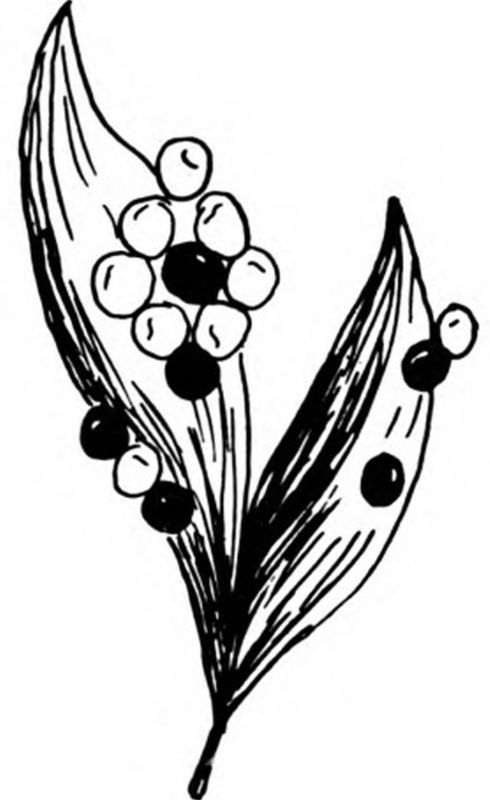 Corncraft 34