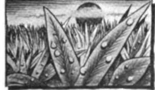If there is dew on the grass