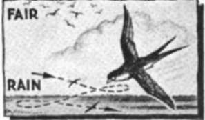 Swallows fly high when the weather is good