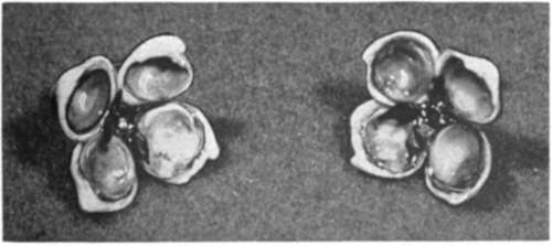 Shellcraft Earrings