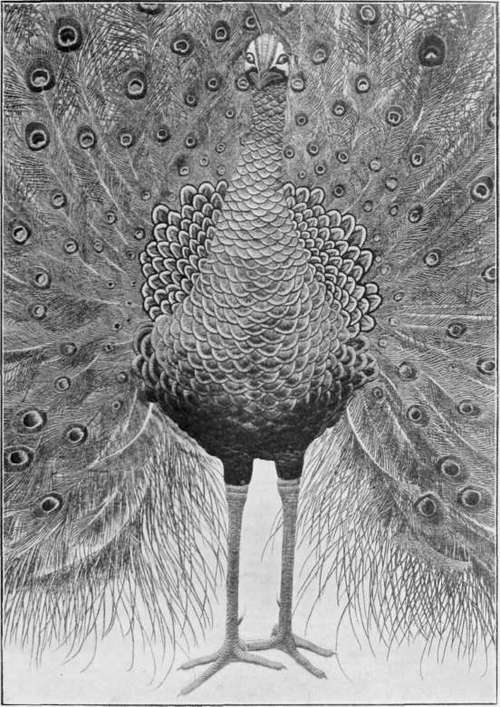 Detail of the Embroidered Peacock shown on the opposite page.