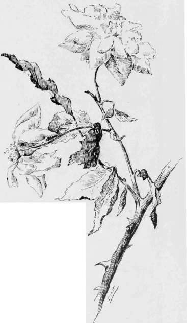 Pen Drawing by E. M. Hallowell.