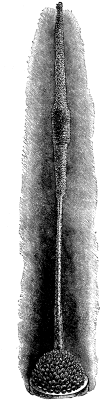 AGAVE VICTORIae REGINae.
