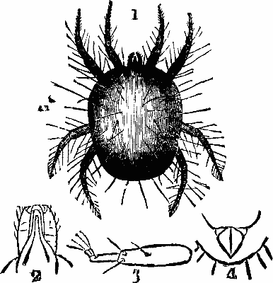 FIG. 1 Red Spider (magnified). A 1. Ditto