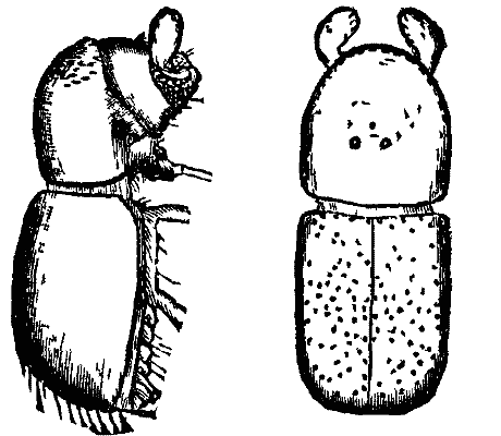 FIG 5. Corthylus punctatissimus.