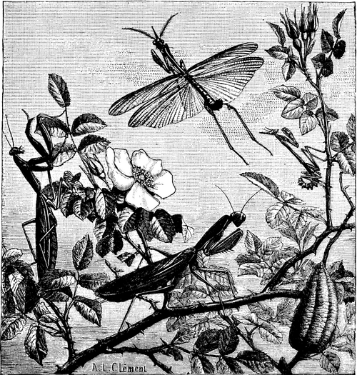 MANTIDES AND EMPUSae