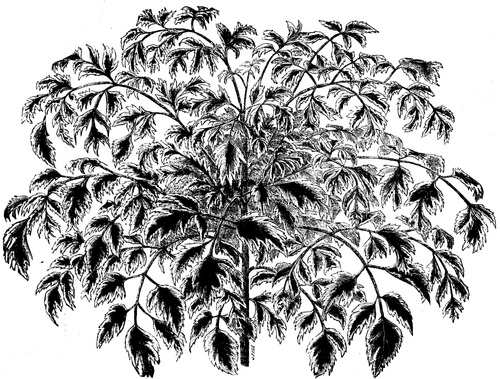 PANAX VICTORIae.