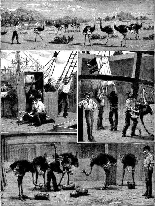 Shipping Ostriches From Cape Town To Australia 401 15a