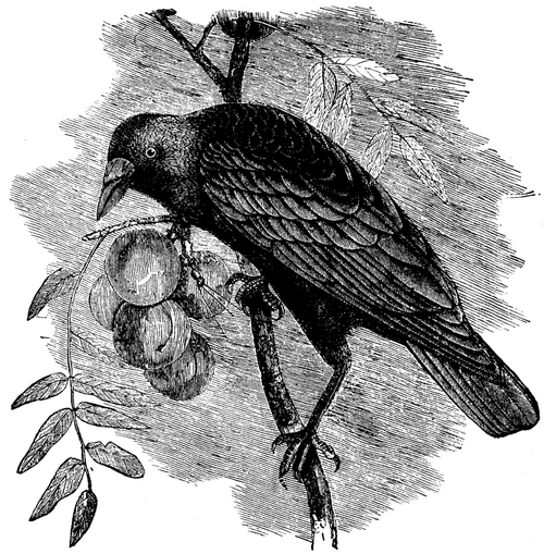THE AMERICAN CROW.