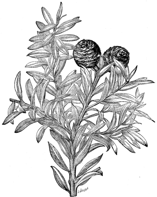 THE KAURI PINE. DAMMARA AUSTRALIS.