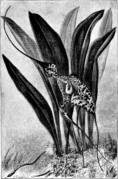 The Spectral Masdevallia. Masdevallia Chimaera (Natural Size)