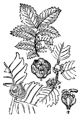 Zelkowa Crenata 417 10c