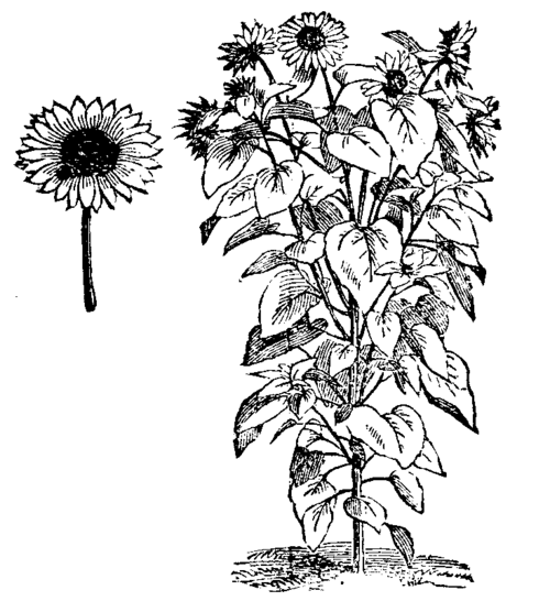 COMMON SUNFLOWER (H. ANNUUS) SHOWING HABIT OF GROWTH.