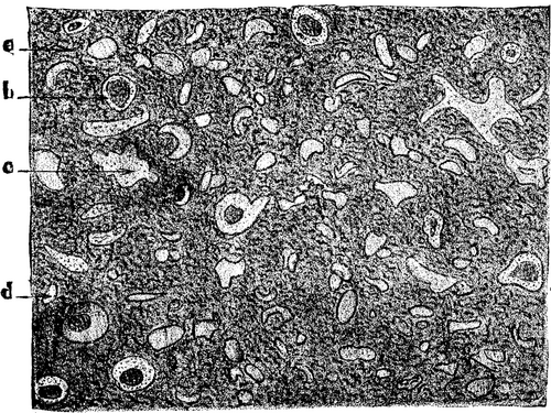 FIG. 1.   Lancashire cannel coal; longitudinal section, X200.