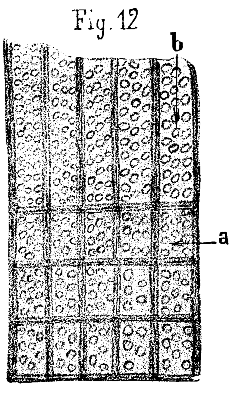 FIG. 12.   <i>Calamodendron,</i> from Autun; vascular portion of the wood silicified.