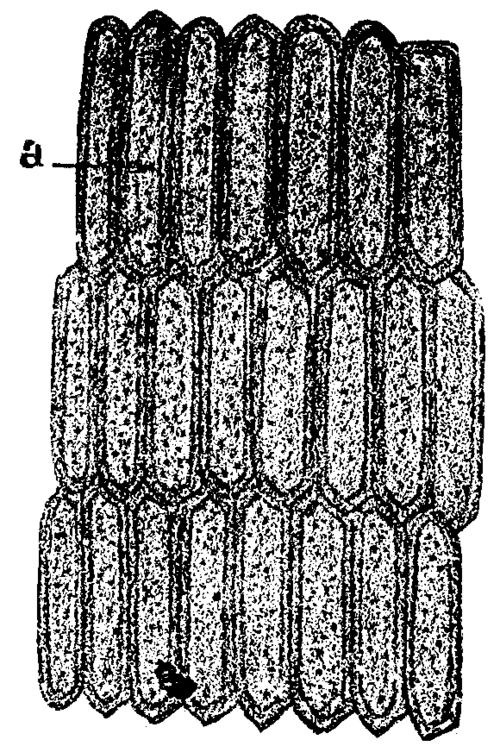 FIG. 14.   Suberose cells restored.