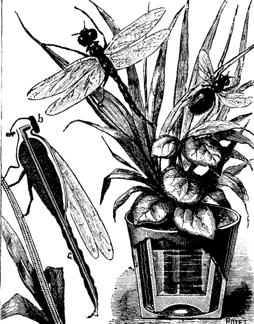 FIG. 2.   ELECTRIC INSECTS.