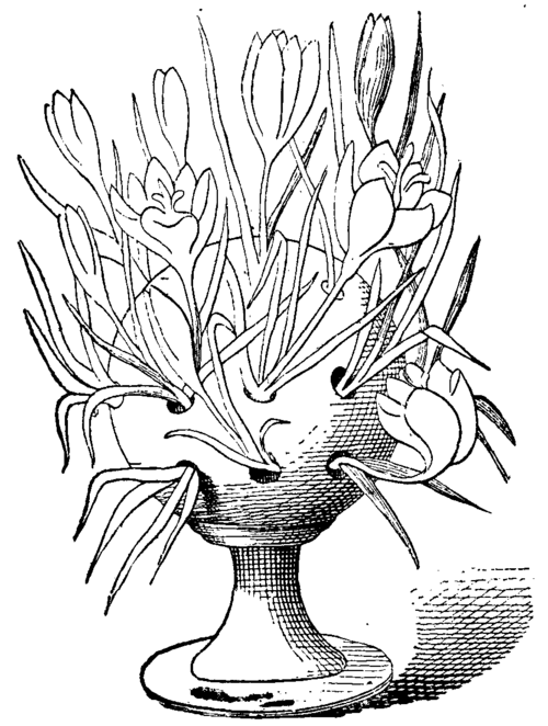 FIG. 4.   Crocus Flowering in a Perforated Pot.