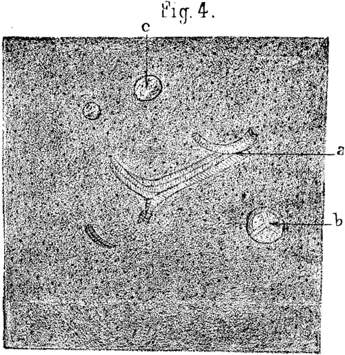FIG. 4.   Pennsylvania anthracite, X200.