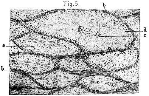 FIG. 5.   Boghead from New South Wales, X500.