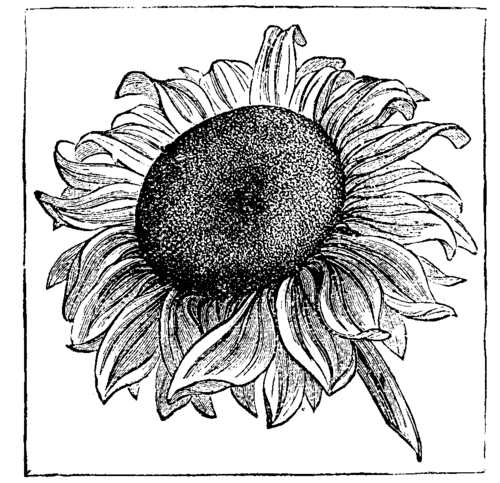 FLOWER OF HELIANTHUS ANNUUS.