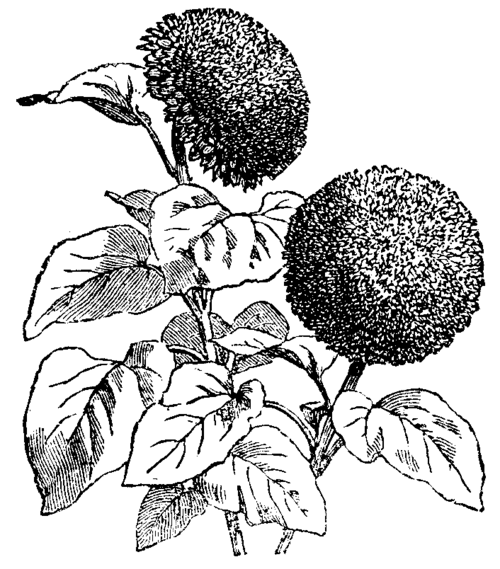 HELIANTHUS ANNUUS GLOBULUS FISTULOSUS.