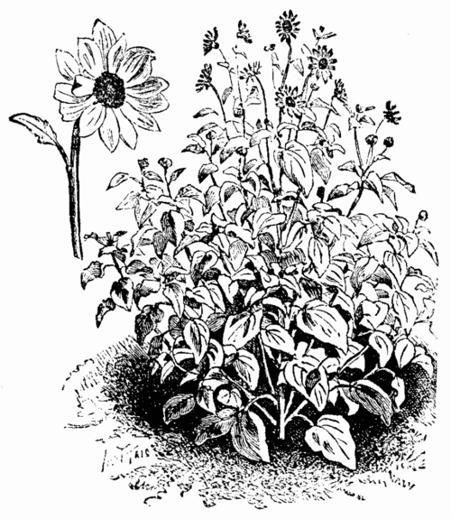 HELIANTHUS ARGOPHYLLUS, SHOWING HABIT OF GROWTH.