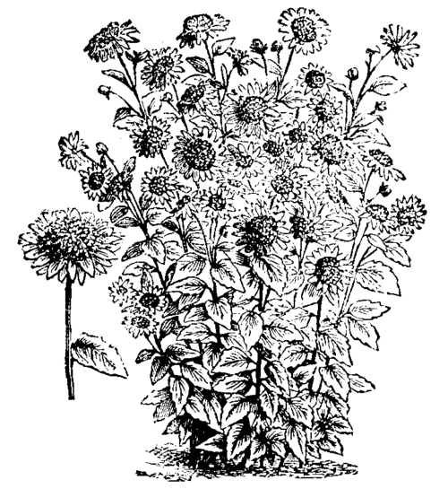 HELIANTHUS MULTIFLORUS, SHOWING HABIT OF GROWTH.